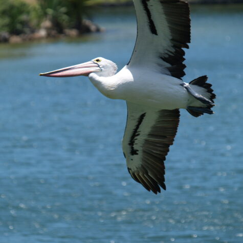 Vögel